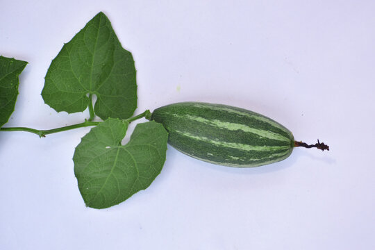 indian pointed gourd (parwal) vegetables with leaf