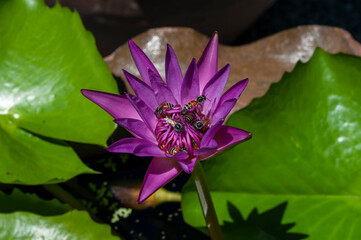 Bees flying on lotus flowers to find nectar