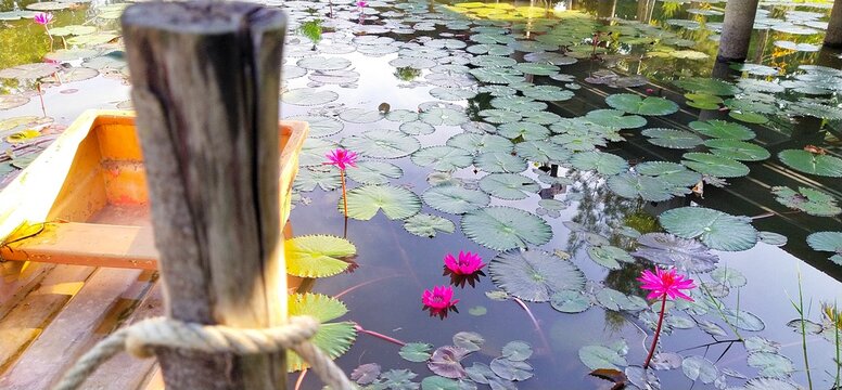 Red lotus flowers blooming in the river to receive natural light.
