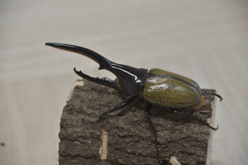 ヘラクレスオオカブト