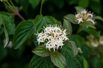 close-up of the flower of a roughleaf dogwood