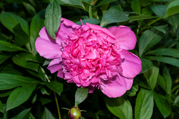 a pink peony flower in a spring garden