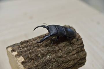 パラワンオオヒラタクワガタ