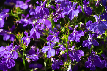 Purple garden flowers in the backyard of a private house close-up.