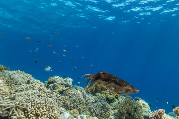 Cuttlefish on a colorful coral reef and the water surface in background
