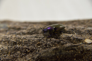 パプワキンイロクワガタ