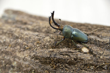 パプワキンイロクワガタ