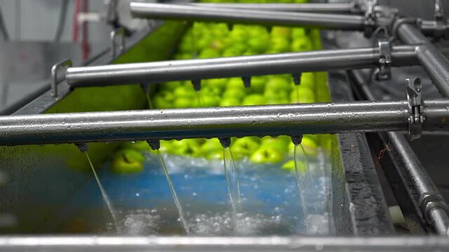 Green apples on conveyor belt, automation to squeeze organic juice. cold pressed juice bottling factory. Fruit packaging warehouse & food processing facility.