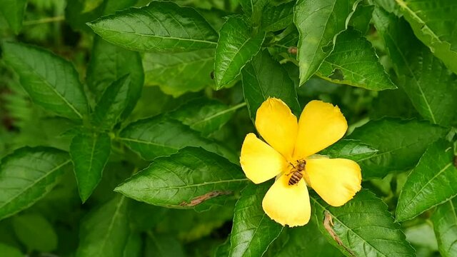 A honey bee sucked nectar from pollen of a yellow Damiana flower the garden.