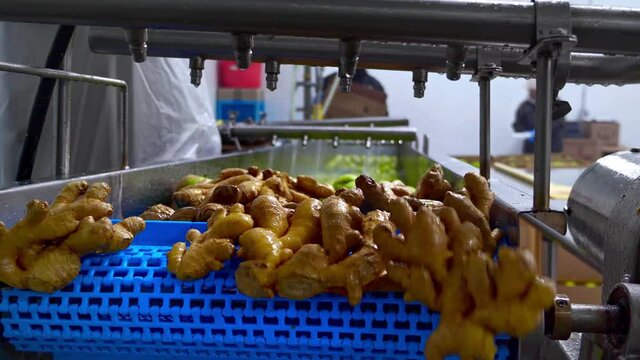 Ginger and apples on conveyor belt, automation to squeeze organic juice. cold pressed juice bottling factory. Interior of industrial food warehouse. juicing industry.
