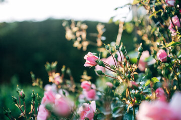 Obraz premium Rosen im Gegenlicht aus dem Garten