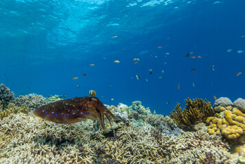 Cuttlefish on a colorful coral reef and the water surface in background