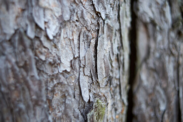 Rough texture of old wood.
