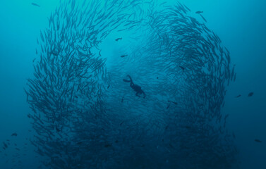 Fototapeta na wymiar In a fishschool of barracudas