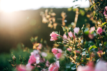 Rosen im Gegenlicht aus dem Garten