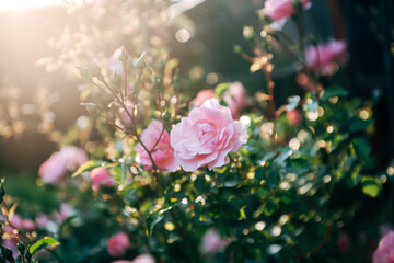 Rosen im Gegenlicht aus dem Garten