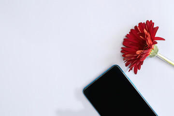 phone part and red gerbera flower on grey background with space for text, top view