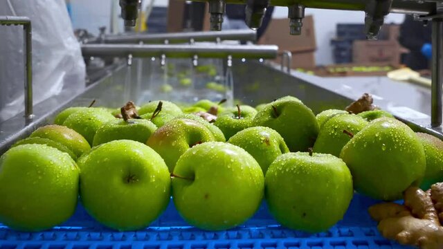 Green apples on conveyor belt, automation to squeeze organic juice. cold pressed juice bottling factory. factory worker loading apples in production line. Fruit packaging warehouse & food processing 