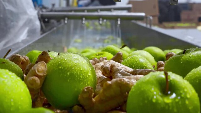 Green apples and ginger on conveyor belt, automation to squeeze organic juice. cold pressed juice bottling factory. Fruit packaging warehouse & food processing facility.