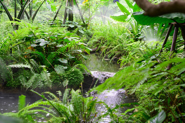 Coppy forest green park with small waterfall is make to fresh and lively 