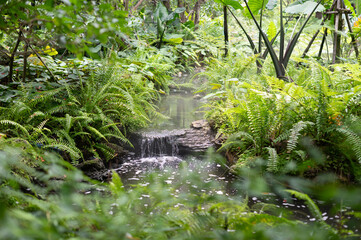 Coppy forest green park with small waterfall is make to fresh and lively 