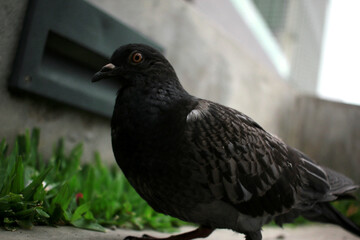 pigeon in the park