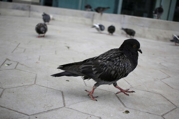 pigeons in the city
