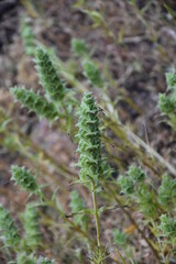 preciosa planta