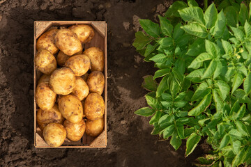 top view of potatoes in crate