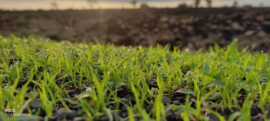 grass in the wind