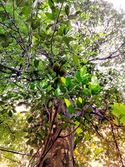 Fototapeta na wymiar Blooming Jack fruit tree