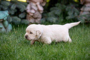 A golden retriever puppy pretending to be hunting