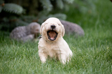 A yawning golden retriever puppy