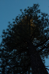 Tree and golden leaves 