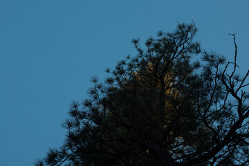 Obraz premium Tree golden hour 