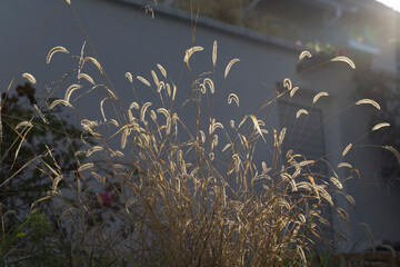 Spikelets of dry grass photographed in backlight.