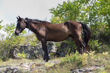 A bay horse grazes on a leash on a hillside.