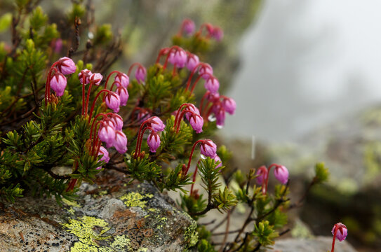 Black Crowberry blossom in mountains of Siberia Chamar Daban with drops of water after rain