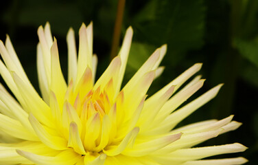 Early autumn chrysanthemum flowers on green blurred background. Colorful chrysanthemum pattern in garden or park sunny day.
