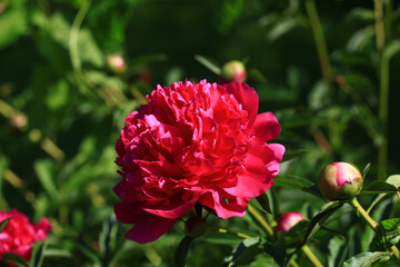 Obraz premium Red peony in the home garden,petals close-up at sunset, natural blurred background. For design, texture, Nature.