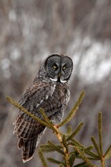 A Great Gray Owl quietly waits for prey in the Alaskan forest.
