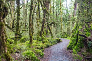 New Zealand forest