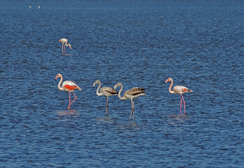 Fototapeta premium Flamingos photographed in an abandoned salt pans of Ulcinj in Montenegro