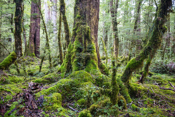 Obraz premium New Zealand forest