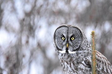 A Great Gray Owl quietly waits for prey in the Alaskan forest.