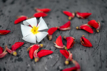 Red flame and white plumeria flower on the old wooden board is look classic and charm