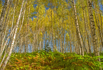 Birch forest on mountain in autumn.