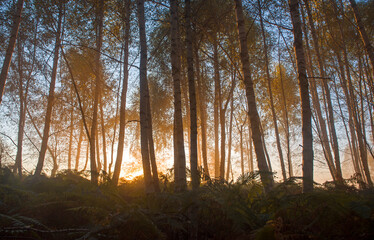 Naklejka premium The morning sun breaks through the misty birch forest in autumn