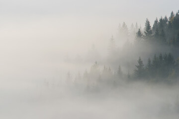 Obraz na płótnie Canvas Forest in the morning mist on mountain. Autumn scene.