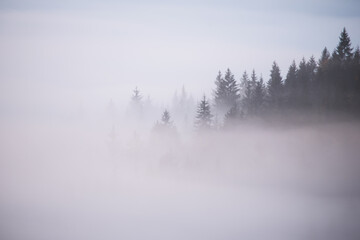 Forest in the morning mist on mountain. Autumn scene.